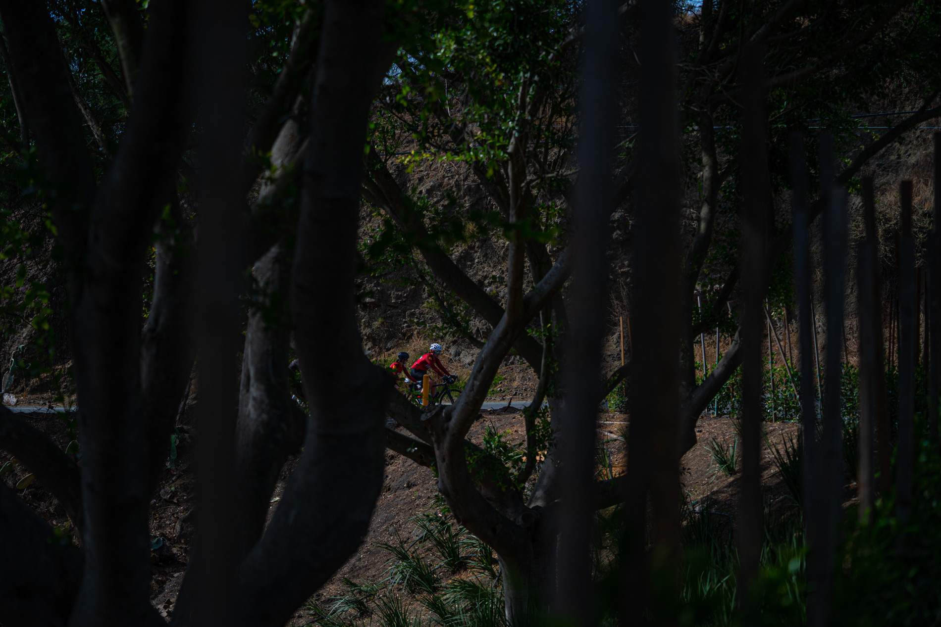 191010_Fireflies12-10979
